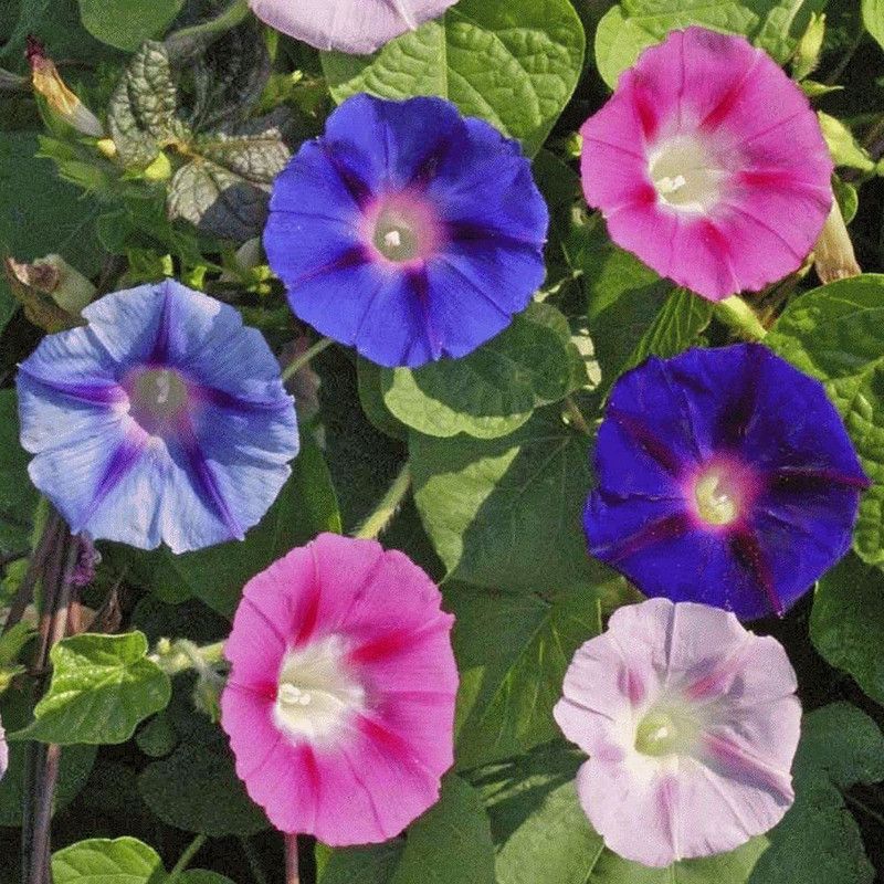 KANAYA Morning Glory Mixed Seed  (51 per packet)