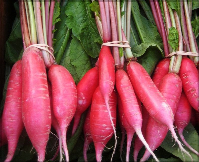 Mozette Hybrid Red Radish Seed  (50 per packet)