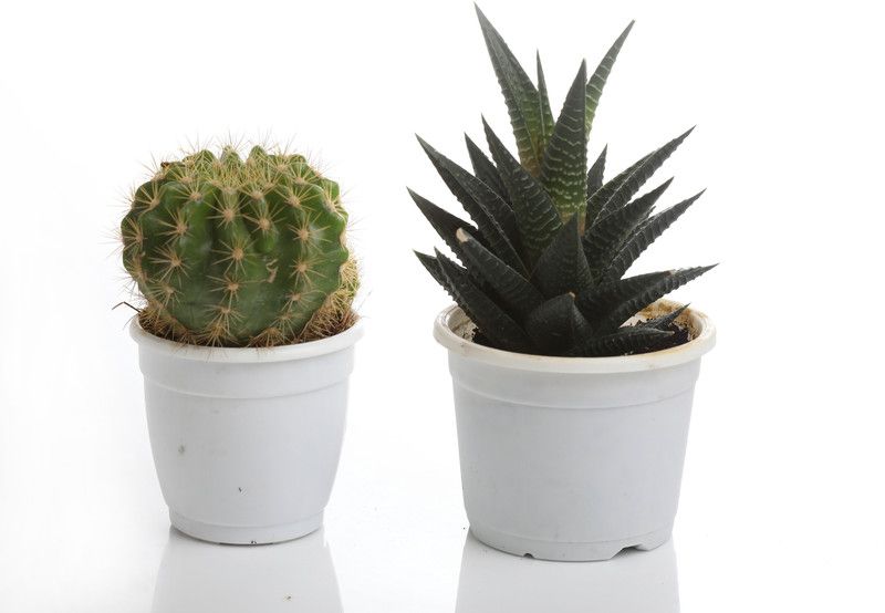 Indian Flora Haworthia Mirror Succulent Plant  (Pack of 2)