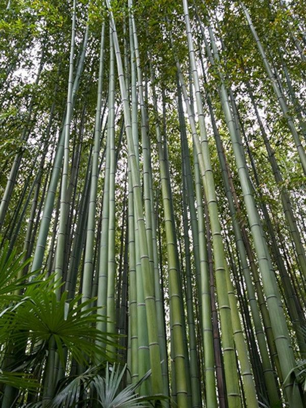 Mozette Exotic bamboo Seed  (24 per packet)
