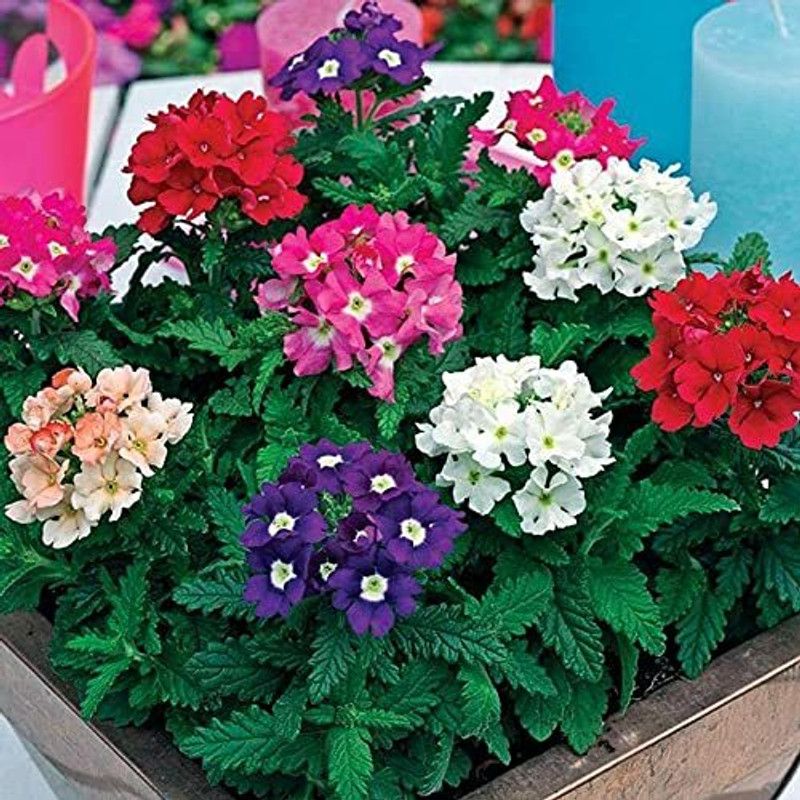 GETFII Verbena Seed  (50 per packet)