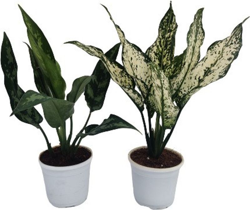Indian Flora Aglaonema Plant  (Pack of 2)