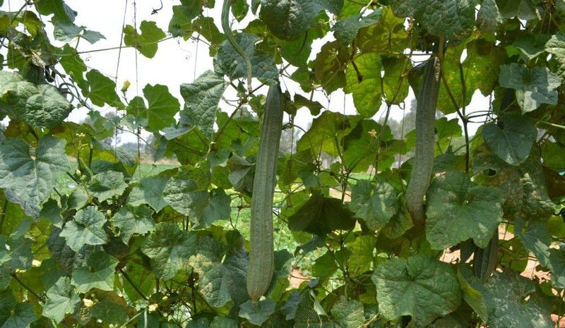 PMB Ridge Gourd Seed  (25 per packet)