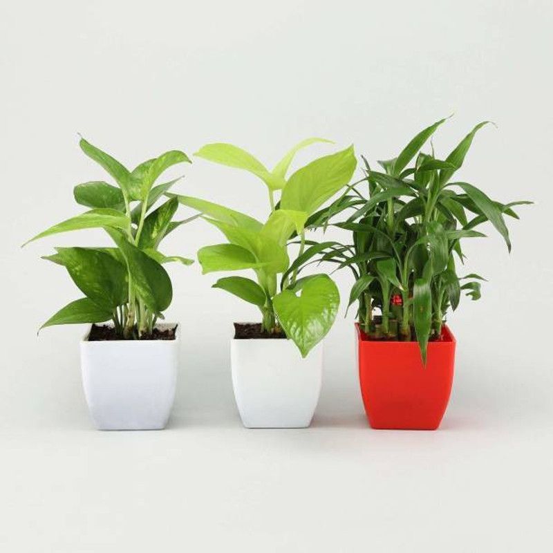 Baby Bulbs Two Layer Bamboo Plant  (Hybrid, Pack of 3)