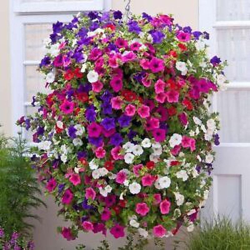 Nodoc Exotic petunia Seed  (18 per packet)