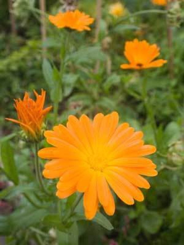 XOLDA Hybrid Calendula Seed  (73 per packet)