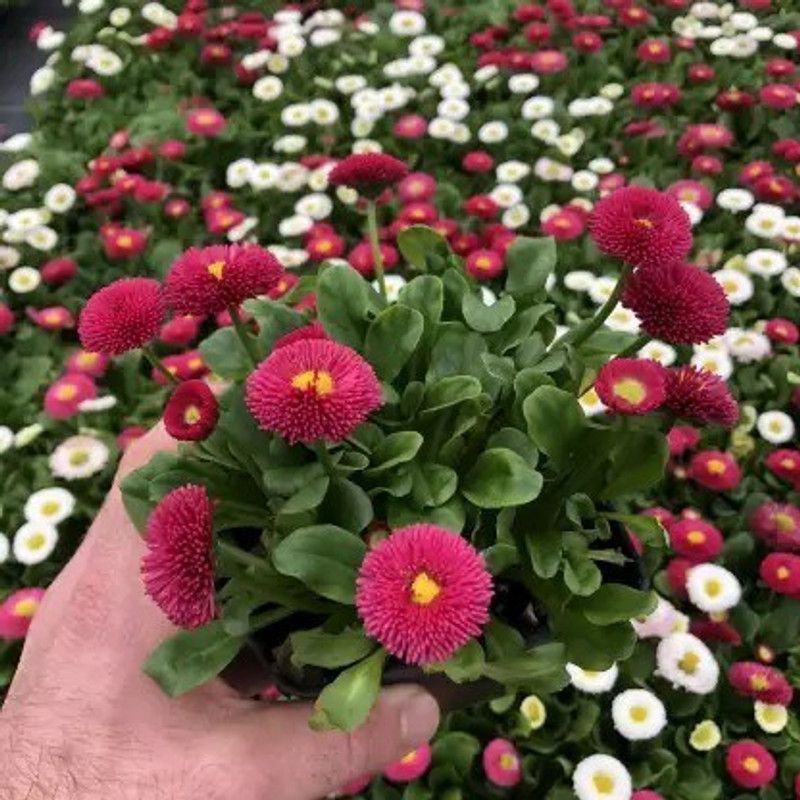 Aro Daisy Seed  (70 per packet)