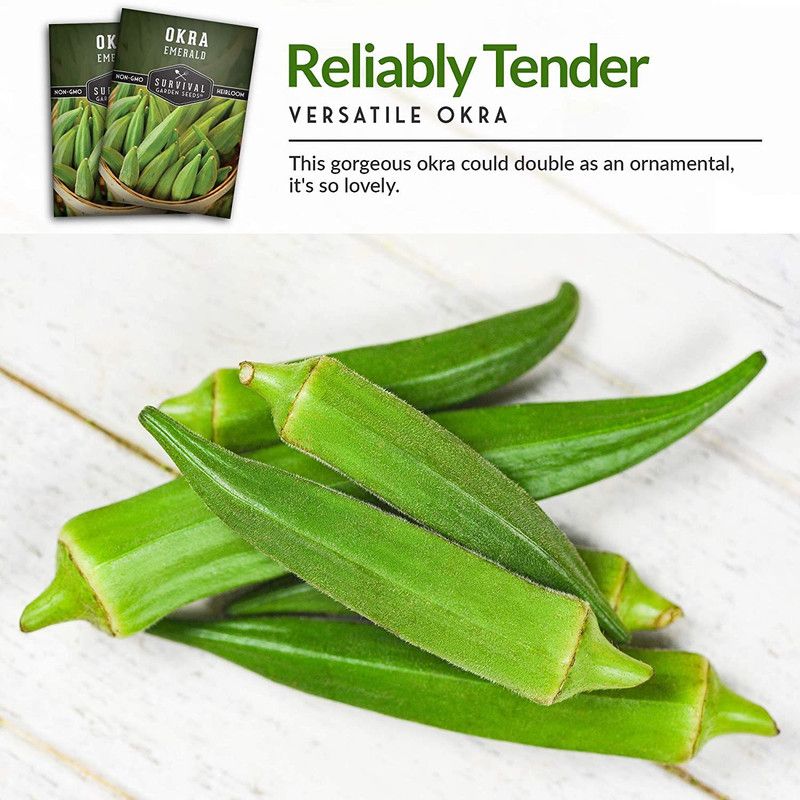 MKR Enterprises Red Okra Seed  (890 per packet)