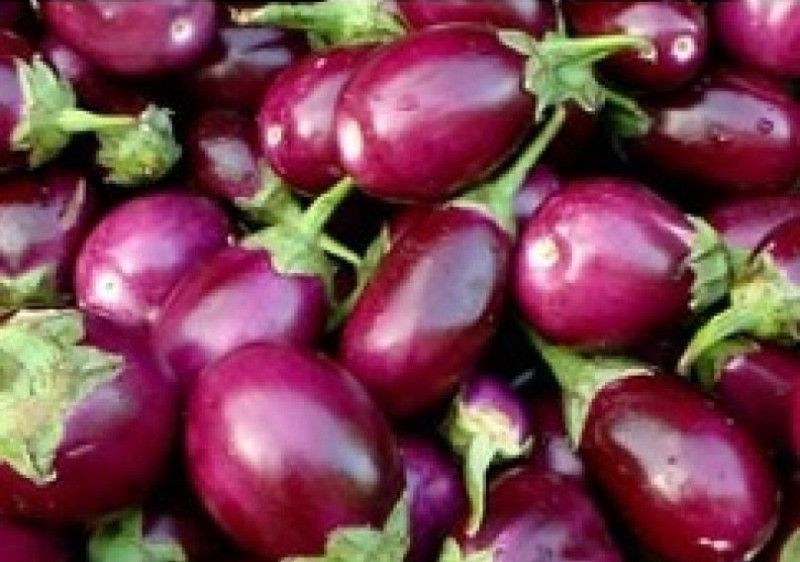 SimXotic Brinjal ChuChu Voilet Vegetable Seeds - Pack of 50 Seeds (Hybrid) Seed  (50 per packet)