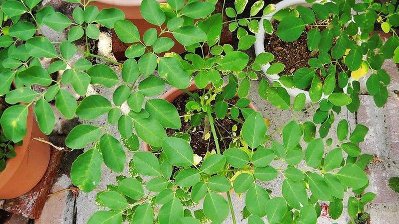 Faabiie Sahjan, Green Moringa, Drum Stick Medicinal Plant Seeds, Pack of 25+ Seed  (25 per packet)