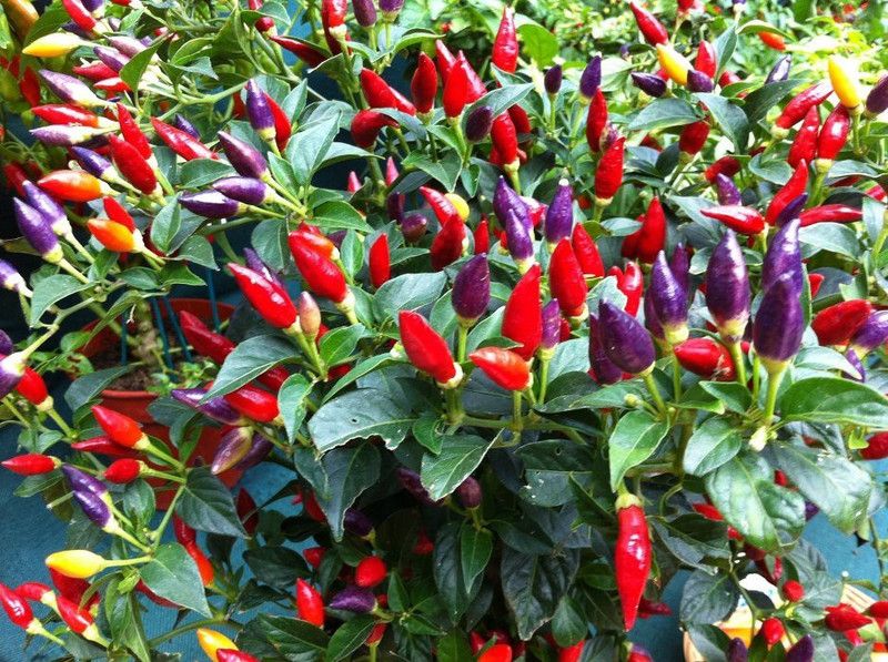 R-DRoz Seeds Ornamental Chilly Seeds - Pack of 30 Exotic Seeds Seed  (30 per packet)