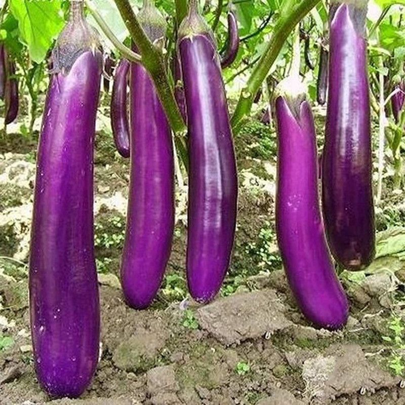 CYBEXIS Eggplant Seeds for Planting-300 Seeds Seed  (300 per packet)