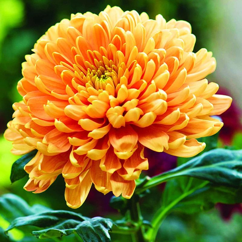 KANAYA Chrysanthemum Flower Seed  (100 per packet)