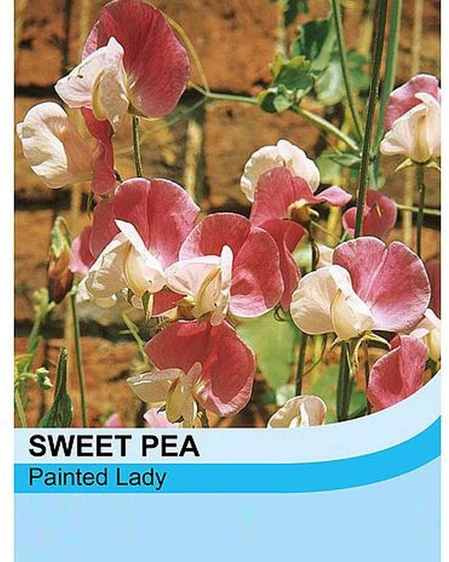 CYBEXIS Sweet Pea Seeds 'Painted Lady' Lathyrus odoratus Seed  (50 per packet)