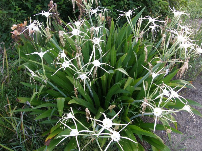 pb mandira plant Lily Plant  (Hybrid, Pack of 1)