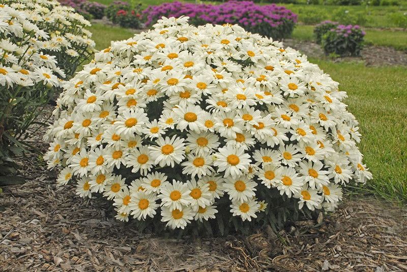 CYBEXIS White Daisy Bush Seeds Seed  (50 per packet)