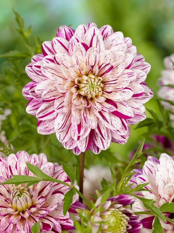 KANAYA Dahlia Double Figaro Mixed Hybrid Flower Seeds For Kitchen Gardening Seed  (10 per packet)