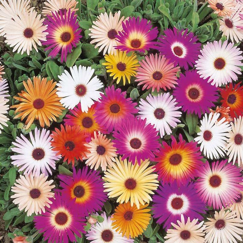 KANAYA Ice Hybrid Flower Seeds For Home Gardening Seed  (70 per packet)