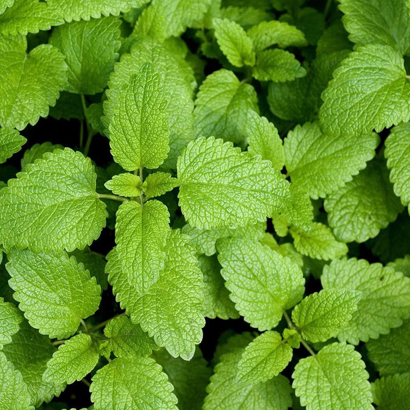 Mozette Lemon Balm Seed  (32 per packet)