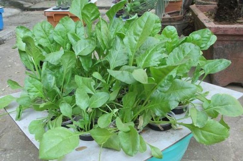 XOLDA Palak Vegetable Seed  (29 per packet)