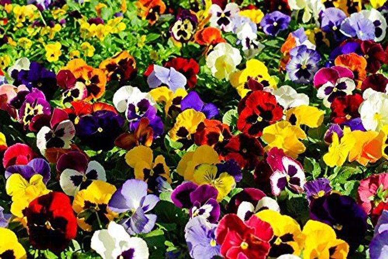 CYBEXIS Heartsease Pansy Garden Seeds For Flower Seed  (50 per packet)