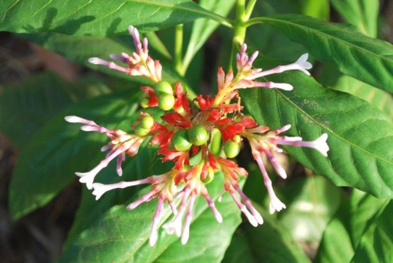 Plantzoin Indian Snakeroot Plant  (Pack of 1)