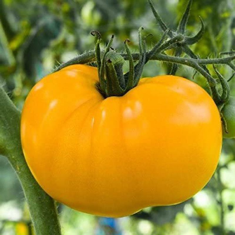 WILLVINE KGF -887 Azoychka Tomato Seeds Seed  (200 per packet)