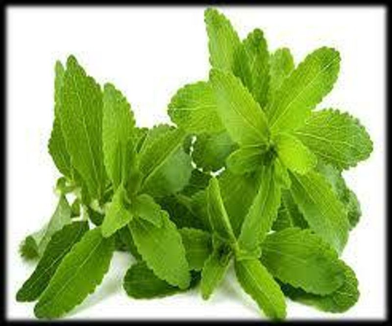 Nodoc Organic stevia herb Seed  (45 per packet)