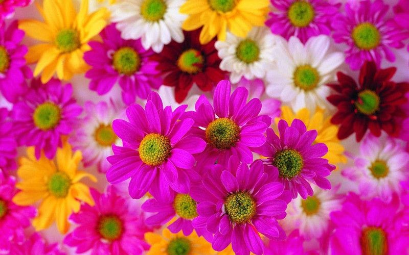 CYBEXIS Cosmos Dwarf sensation mix flower seeds Seed  (25 per packet)