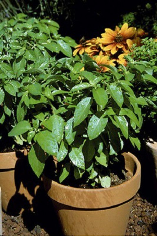 VibeX ® XXL-9 Marseille dwarf basil seeds Seed  (1000 per packet)