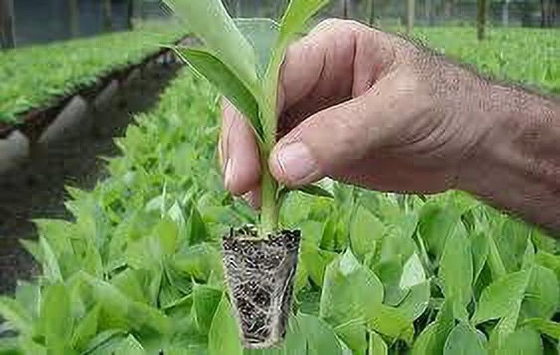 gtn Banana Plant  (Hybrid, Pack of 1)