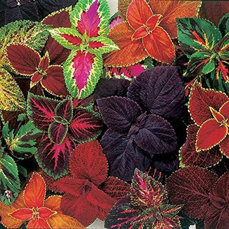 CYBEXIS Giant Exhibition Complete Mix Coleus Seeds Seed  (100 per packet)