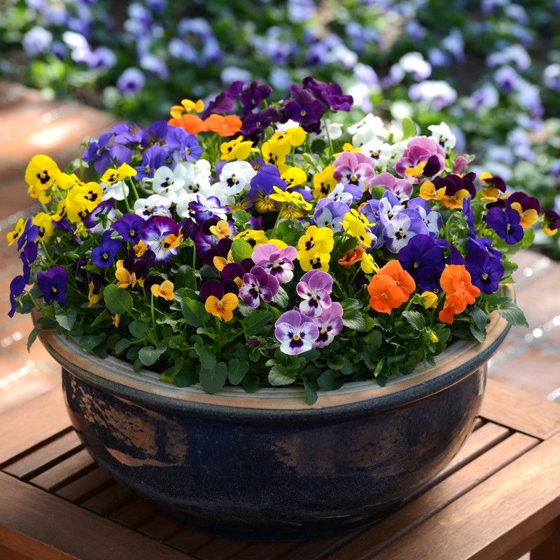 Paudha Viola Seed  (54 per packet)