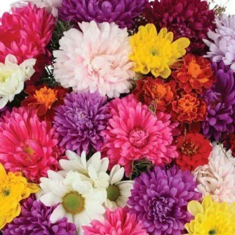 Aro Chrysanthemum mix Seed  (70 per packet)