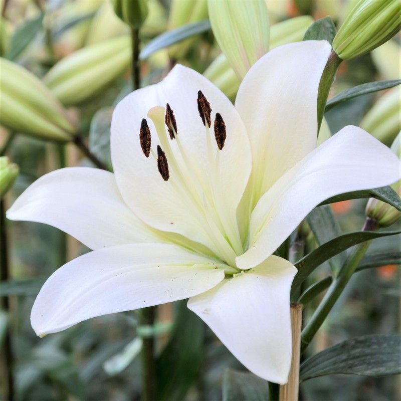 FERNSFLY® IMP. Asiatic Lily Fluorescent Flower Bulbs Winter Flower Home Garden Planting Bulbs Terrace Balcony (Pack of 12 White Asiatic Lily) Seed  (12 per packet)