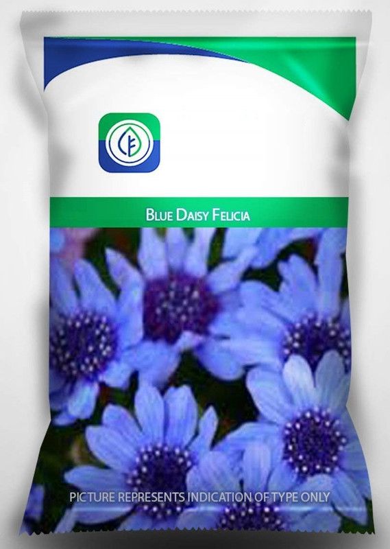 CYBEXIS Blue Daisy Felicia Flower Seeds Seed  (1 g)