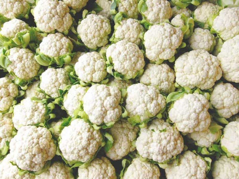 XOLDA Organic Cauliflower Plant Seed  (77 per packet)