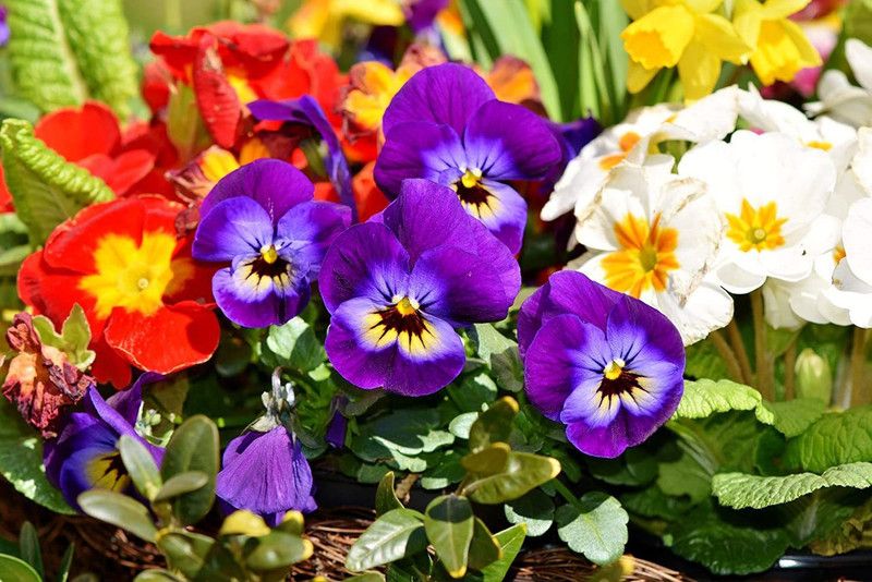 CYBEXIS Gardening Pansy Mix Colour Flower Seeds Seed  (50 per packet)