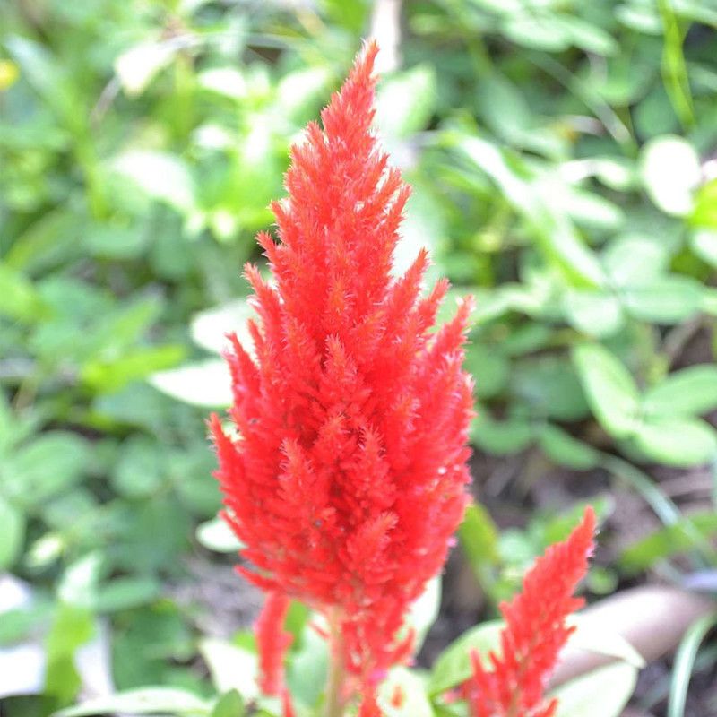 CYBEXIS Plumed Castle Celosia Scarlet - Annual Flower Gardening - Celosia plumosa Seed  (50 per packet)