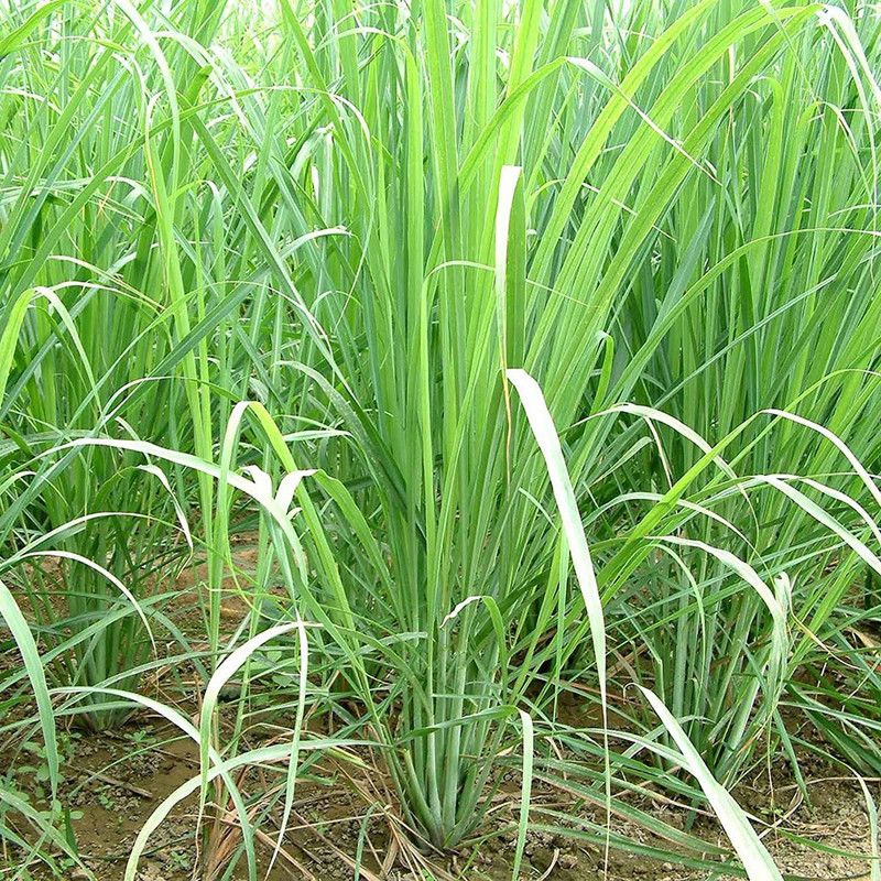 Nodoc Organic LemonGrass Plant Seed  (45 per packet)
