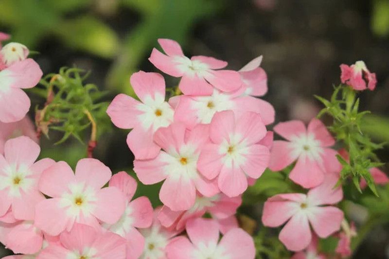Mozette Exotic phlox twinkle Seed  (24 per packet)