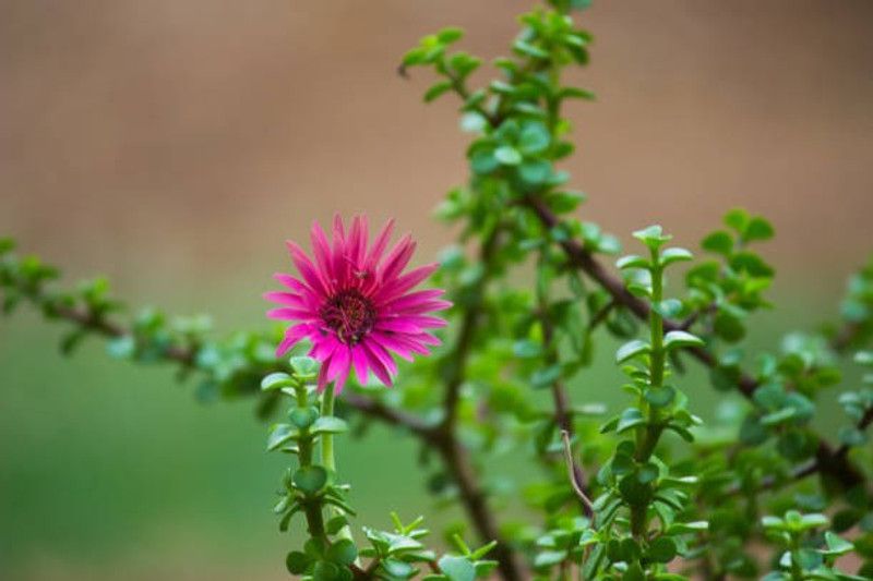 Splorias Gaillardia Flower Seed  (25 per packet)