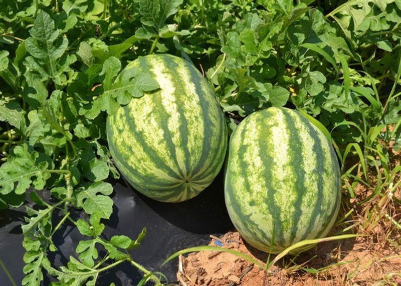 XOLDA Watermelon Hybrid Seed  (57 per packet)
