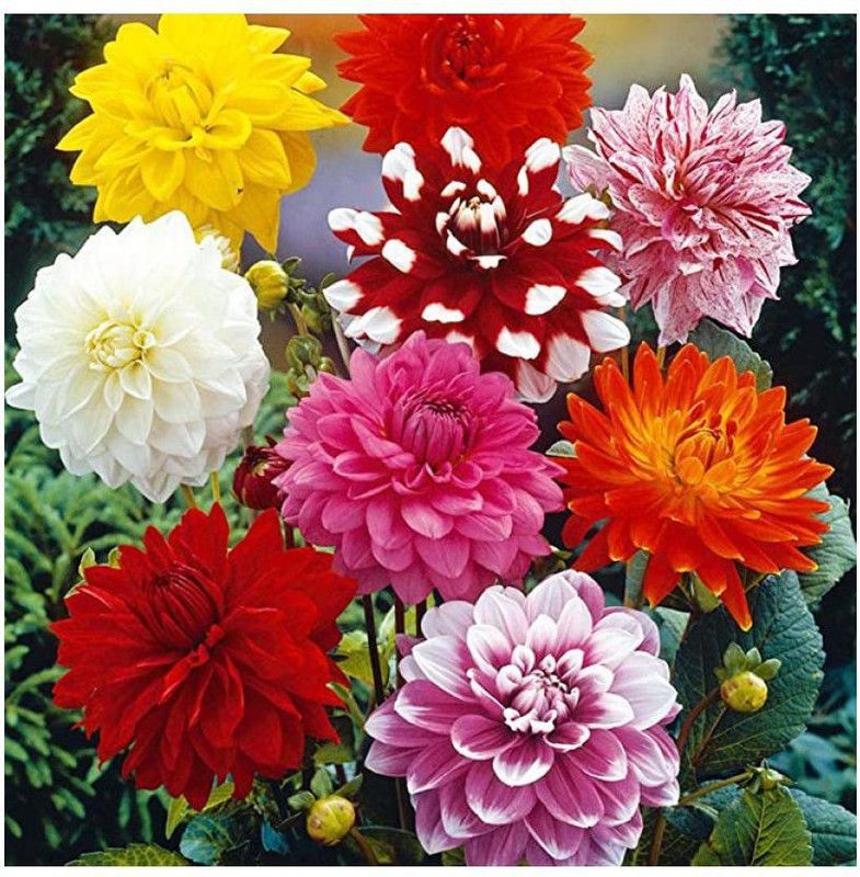 Beejaropan Dahelia Mixed Seed  (50 per packet)
