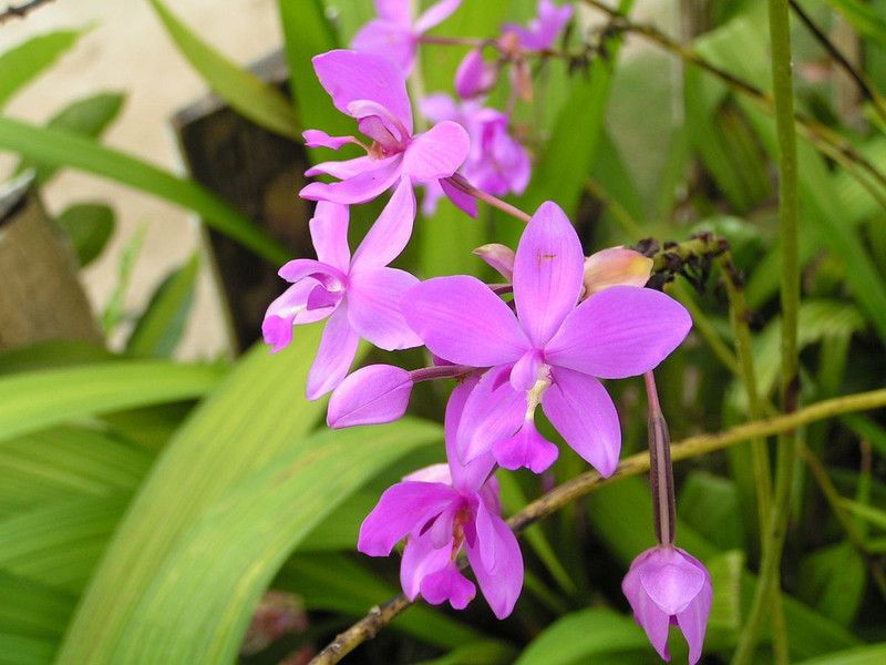 PB MANDRIA PLANT Orchid Plant  (Hybrid, Pack of 1)