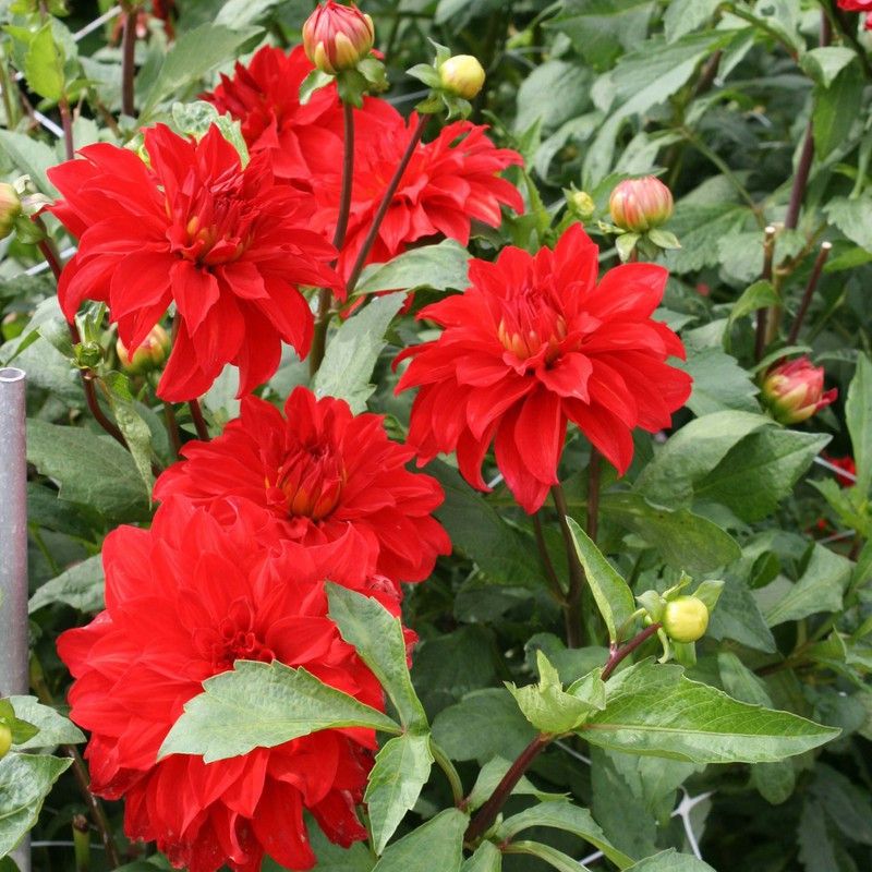 FERNSFLY® IMP. Dahlia | Dhalia | Dahalia Perennial Flower Bulbs Excellent Quality Attractive Aromatic Flower Home Outdoor Gardening Flowering Bulbs (Pack of 8 The Barbarossa Dahlia) Seed  (8 per packet)