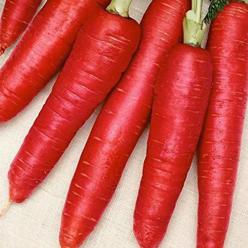 SaaHeli Hybrid Red Carrot Seed  (130 per packet)