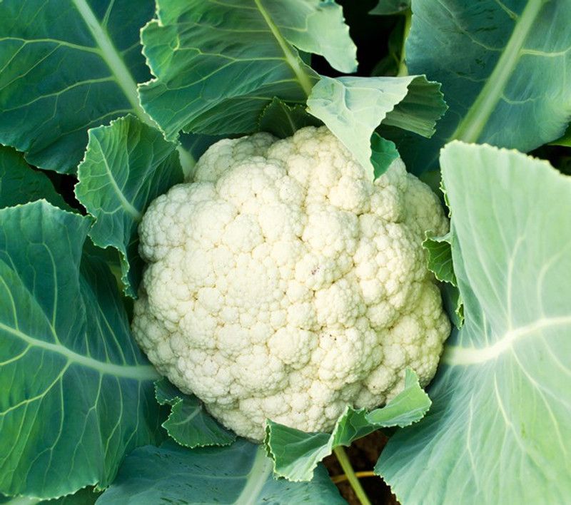 Mozette CauliFlower Hybrid Seed  (27 per packet)