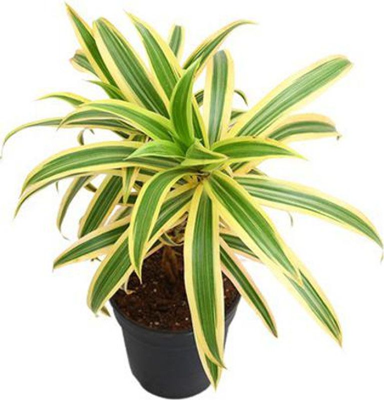 EliteGreen Song Of India Plant  (Hybrid, Pack of 1)