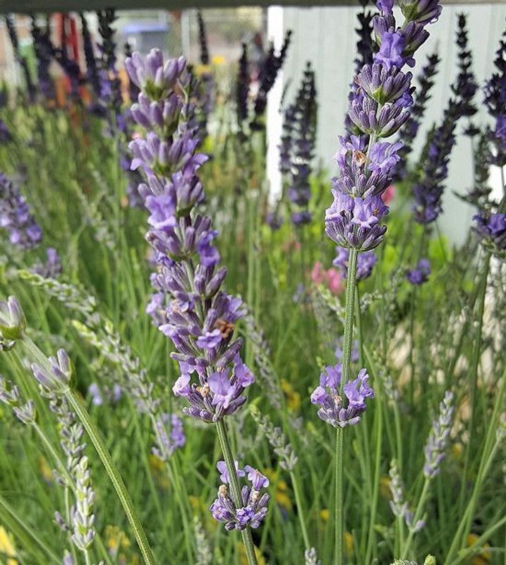 PLANTZON Lavender Seed  (16 per packet)